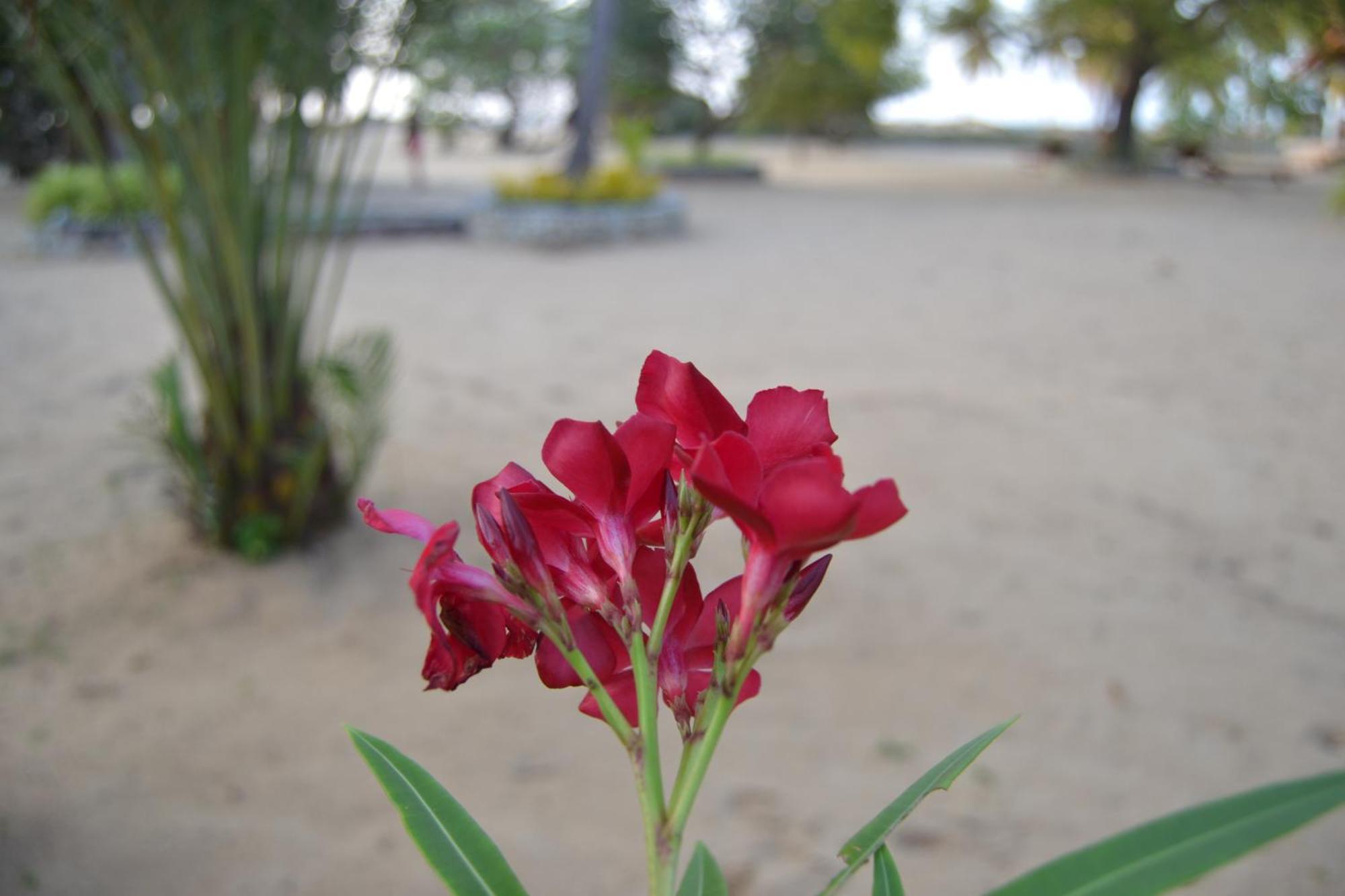 Nirukthie Beach Resort&Restaurant Kalpitiya Exterior foto