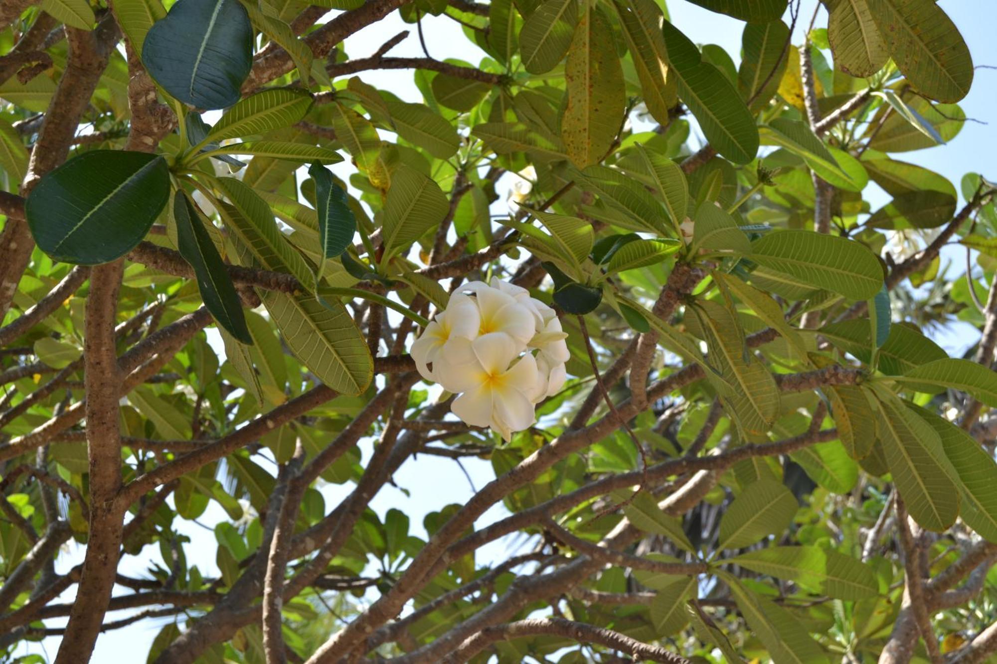 Nirukthie Beach Resort&Restaurant Kalpitiya Exterior foto